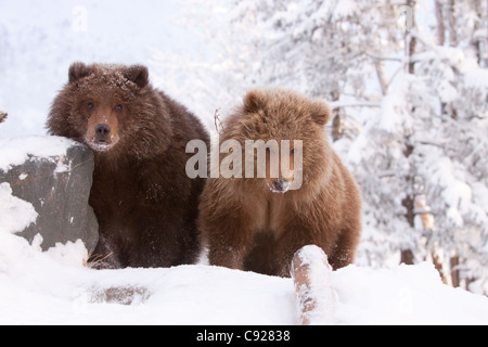 CAPTIVE: Pair of Kodiak Brown bears standing on a snow covered hill at the Alaska Wildlife Conservation Center, Alaska Stock Photo