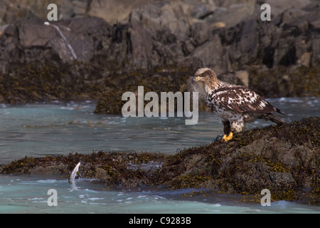 Juvenile Bald Eagle sits on rocky shoreline looking at herring jumping just out of reach during herring spawning season, Alaska Stock Photo