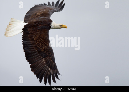 Ditally Altered. Bald Eagle in flight over Prince William Sound, Southcentral Alaska, Spring Stock Photo