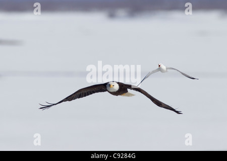 Bald Eagle in flight and being chased by Mew Gull over the Copper River, Southcentral Alaska, Spring Stock Photo