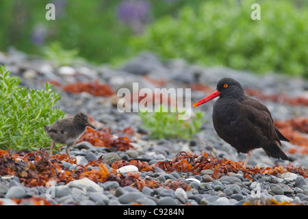 Black Oystercatcher with young chick on gravel beach in Prince William Sound, Southcentral Alaska, Spring Stock Photo