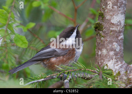 Chestnut-backed Chickadee perched on a spruce branch along the Copper River Delta, Cordova, Southcentral Alaska, Spring Stock Photo