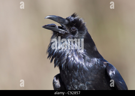 Close up of a Raven calling, Cordova, Copper River Deltas, Southcentral Alaska, Spring Stock Photo