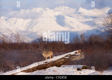 CAPTIVE: Coyote stands on a snow covered log scenic snowcovered mountains in the background, Alaska Stock Photo