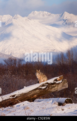 CAPTIVE: Coyote stands on a snow covered log scenic snowcovered mountains in the background, Alaska Stock Photo