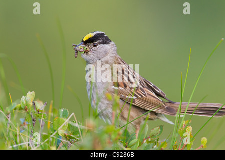 Close up of a Golden-crowned Sparrow with its bill full of worms to feed young, Arctic Valley, Chugach State Park, Alaska Stock Photo