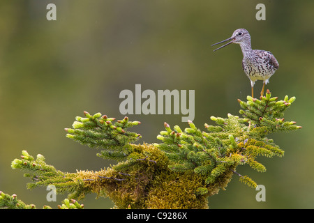 Greater Yellowlegs perched in a hemlock tree near nest, Green Island, Prince William Sound, Southcentral Alaska, Spring Stock Photo