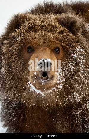 CAPTIVE: Portrait of a Kodiak Brown Bear cub with a frost covered muzzle, Southcentral, Alaska Stock Photo