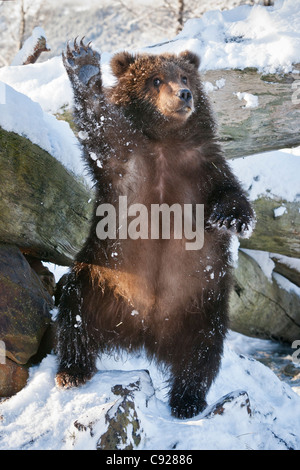 CAPTIVE: Kodiak Brown bear cub stands on hind feed and waves, Southcentral, Alaska, Winter Stock Photo