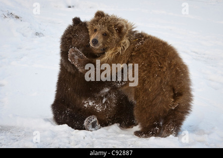 CAPTIVE: Pair of Kodiak brown bear cubs play and wrestle in the snow at Alaska Wildlife Conservation Center, Alaska Stock Photo