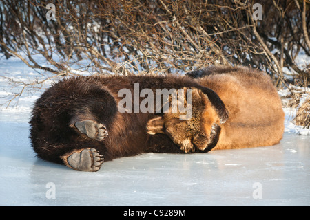 CAPTIVE: Pair of adult Brown bears lay on ice and hug one another while playing at Alaska Wildlife Conservation Center, Alaska Stock Photo