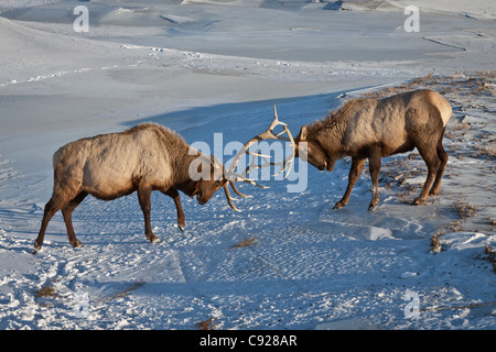 CAPTIVE: Pair of Roosevelt bull elk play-fight on a frozen pond at  Alaska Wildlife Conservation Center, Southcentral, Alaska Stock Photo
