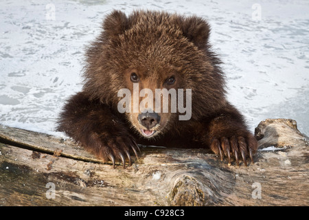 CAPTIVE: Kodiak Brown bear cub peeks over a snow covered log, Southcentral, Alaska, Winter