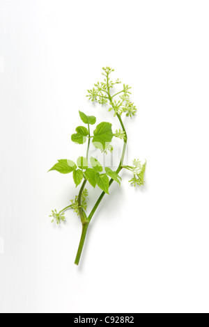 Aralia racemosa (American spikenard, Petty morel) Stock Photo