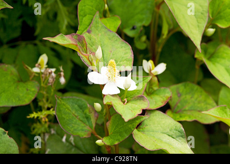 Houttuynia cordata (Lizard tail, Chameleon plant, Heartleaf, Fishwort) Stock Photo