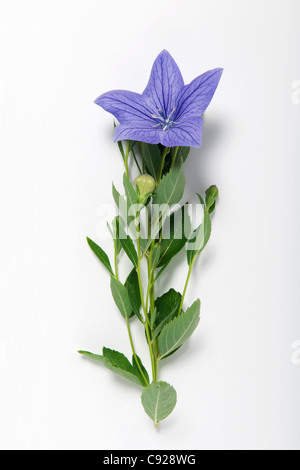 Platycodon grandiflorus (Chinese bellflower) stems with leaves and purple-blue flowers Stock Photo