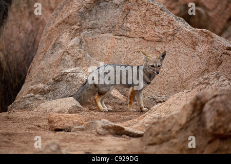 Chile, Parque Nacional Pan de Azucar, fox Stock Photo