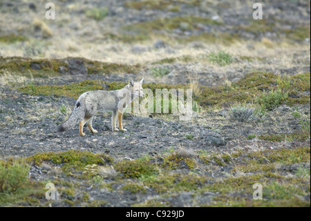 Chile, Patagonia, Pali Aike National Park, fox in grassland Stock Photo