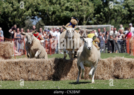 The quirky annual sheep racing, held on the Island of Sark in The Channel Islands, UK Stock Photo