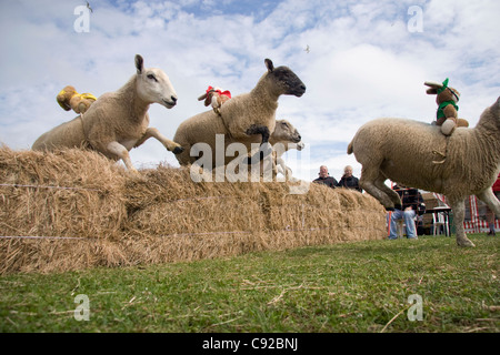 The quirky annual sheep racing, held on the Island of Sark in The Channel Islands, UK Stock Photo