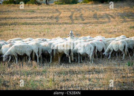 Italy, Tuscany, Maremma, sheep grazing on on wheat stubble Stock Photo