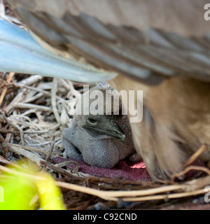 Red-Footed booby (Sula sula) chick in nest, Genovesa Island, Galapagos Islands, Ecuador Stock Photo