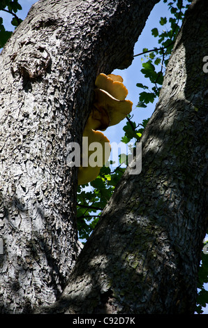 Large yellow fungus growing on a tree in Central Edinburgh, Scotland Stock Photo