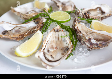 Close up of oysters on half shell Stock Photo