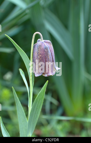 Fritillaria pyrenaica (Pyrenean Snakeshead) flower in the mountains of the Pyrenees in June. Stock Photo