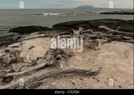 Driftwood on the coast, Punta Espinoza, Fernandina Island, Galapagos Islands, Ecuador Stock Photo