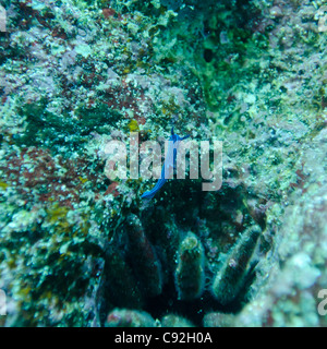 Fish swimming underwater, Santa Cruz Island, Galapagos Islands, Ecuador Stock Photo