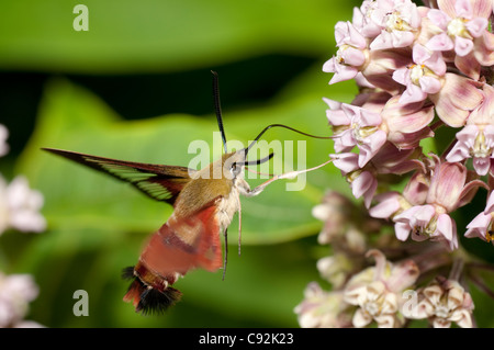 Hummingbird Clearwing Moth-Hemaris thysbe Stock Photo