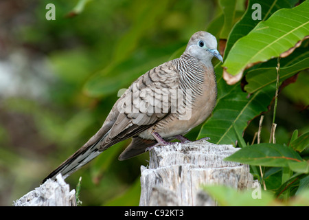 the Geopelia striata Barred Ground Dove is native to the Seychelles. It has striped markings and is often known as the Zebra Stock Photo