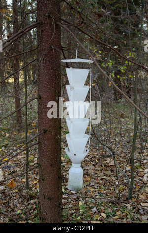 Pheromone funnel trap for catching and controlling bark beetles in a forest Stock Photo