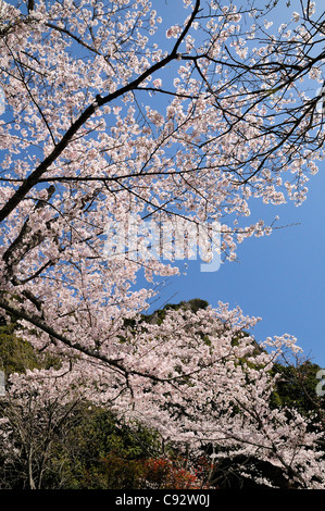 Cherry blossom and shrines, open air, spring Stock Photo