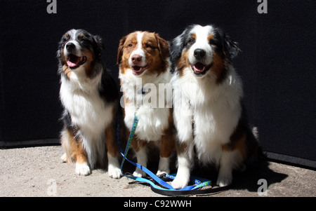 Three Australian Shepherd dogs Stock Photo