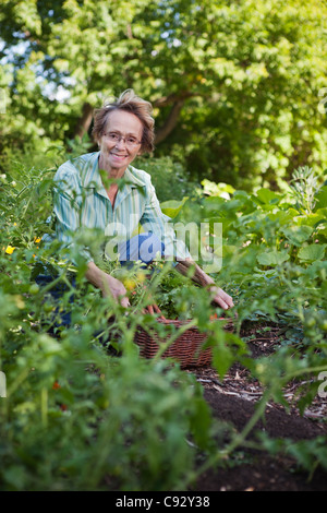 Portrait of mature woman harvesting tomatoes in garden Stock Photo - Alamy