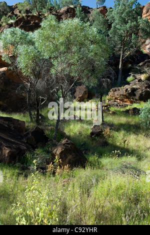 N'Dhala Gorge contains thousands of rock carvings (petroglyphs) by the Eastern Arrernte Aborigine people and is popular with Stock Photo