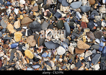Coarse beach pebble shell texture. Small mixed stones limpets and mussels Stock Photo