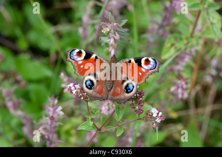 The Peacock butterfly Inachis io feasts on the nectar of aromatic plants such as Marjoram Origanum vulgare on the downlands of Stock Photo