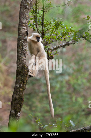 A Golden Langur an endangered species of monkey found in the foothills of the Himalayan Mountains. Stock Photo