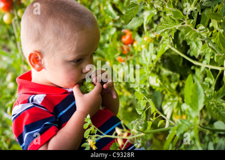 Portrait of small boy picking tomatoes in the garden. Stock Photo