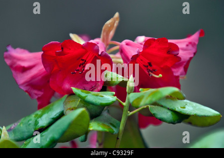 A beautiful deep red rhododendron growing in the Phobjikha Valley. Stock Photo