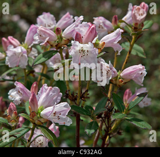 A light pink rhododendron growing in the Phobjikha Valley. Stock Photo