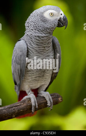 Bali, Ubud. An African Grey Parrot at Bali Bird Park. Stock Photo