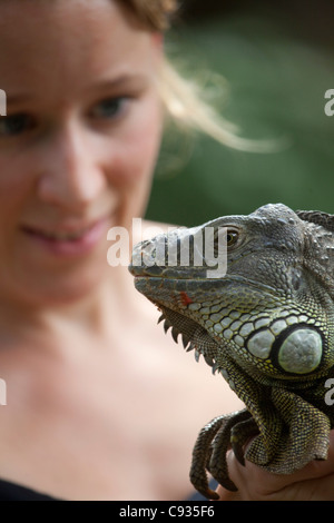 Bali, Ubud. A tourist closely inspects a common iguana in the Bali Reptile Park. MR Stock Photo