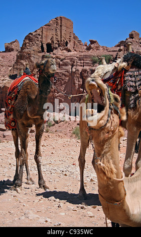 Happy Camels Stock Photo