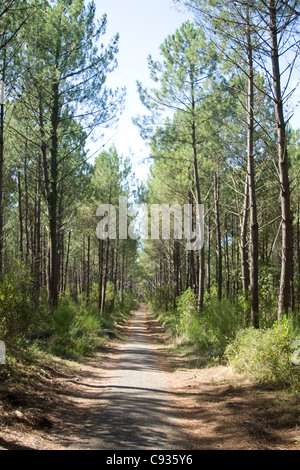 A path runs through the Landes forest in South West France Stock Photo