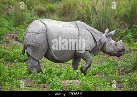 A Great Indian One-horned Rhino in Kaziranga National Park. Stock Photo