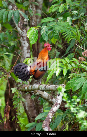 A male Red Junglefowl in Kaziranga National Park. T Stock Photo
